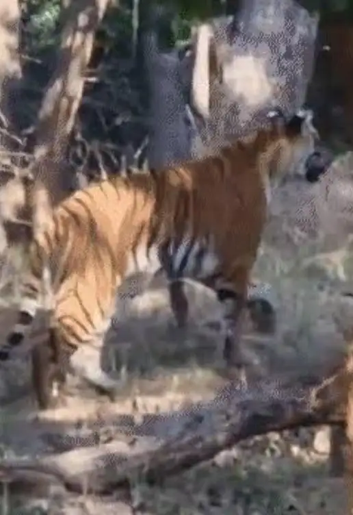 वाल्मीकिनगर में जंगल सफारी के दौरान पर्यटकों को दिखा जंगल का राजा हुये रोमांचित कैमरे में कैद हुई तस्वीर।