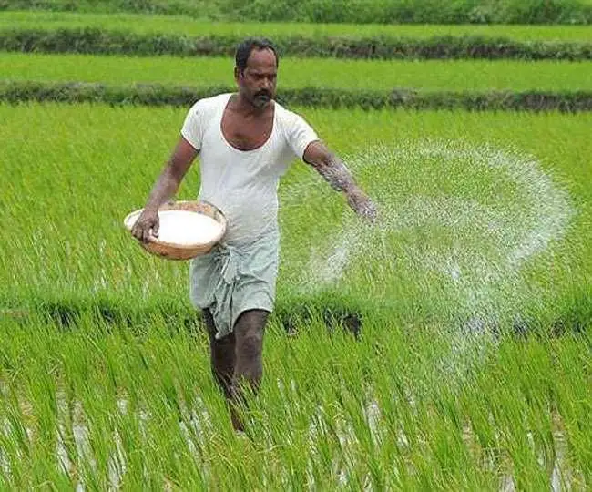 धान के लिए यूरिया खाद अनिवार्य है।
