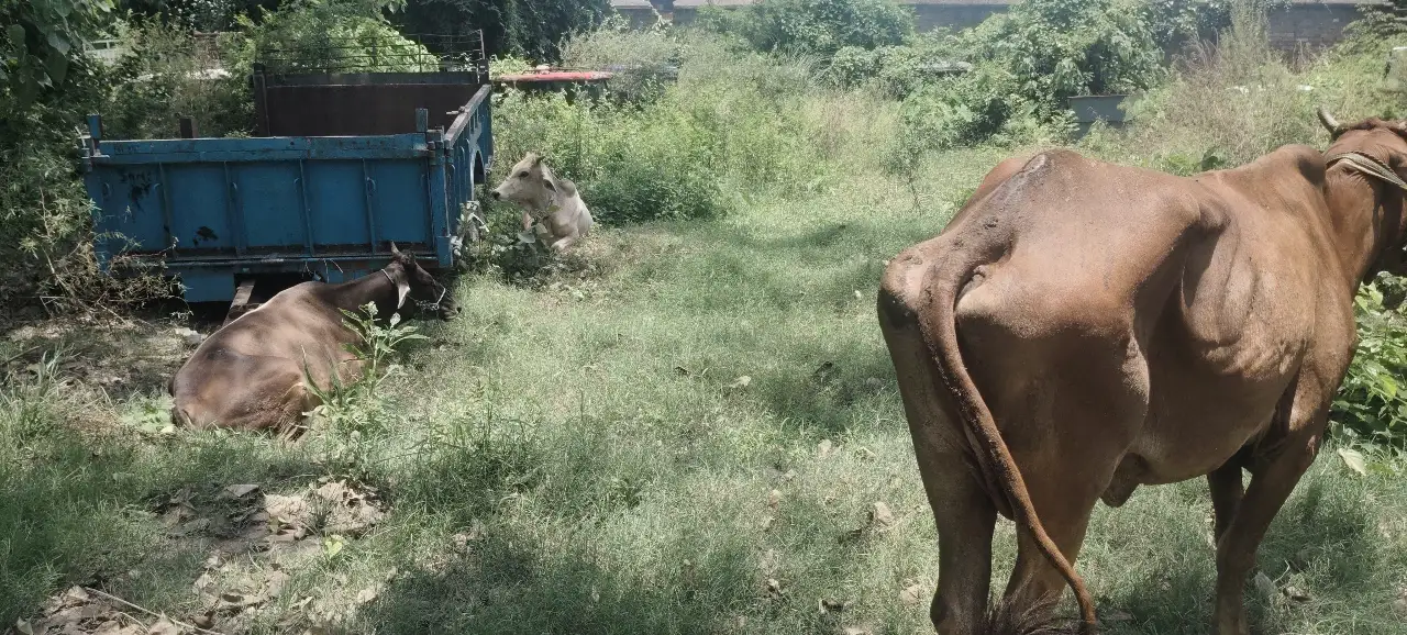 मवेशियों को बरामद कर लाया थाना फोटो।।