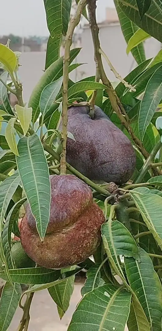 पेड़ लटका हुआ मियाजाकी आम