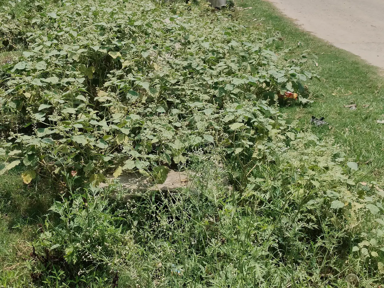 नालियों के ऊपर उगे घास फूस