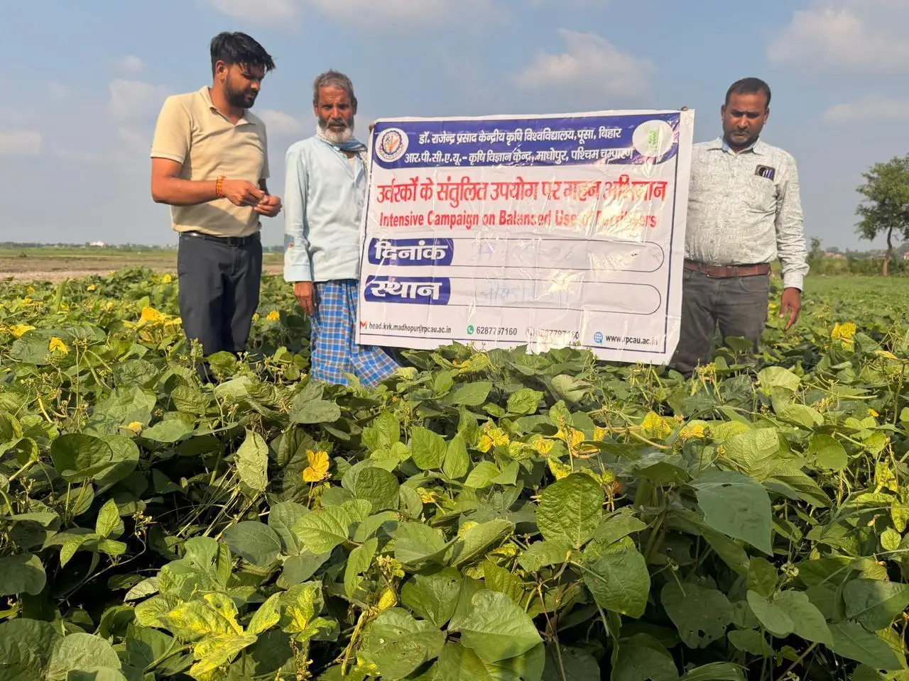 हरी खाद अपनाएं किसान, मिट्टी की सेहत सुधरेगी और घटेगी यूरिया पर निर्भरता