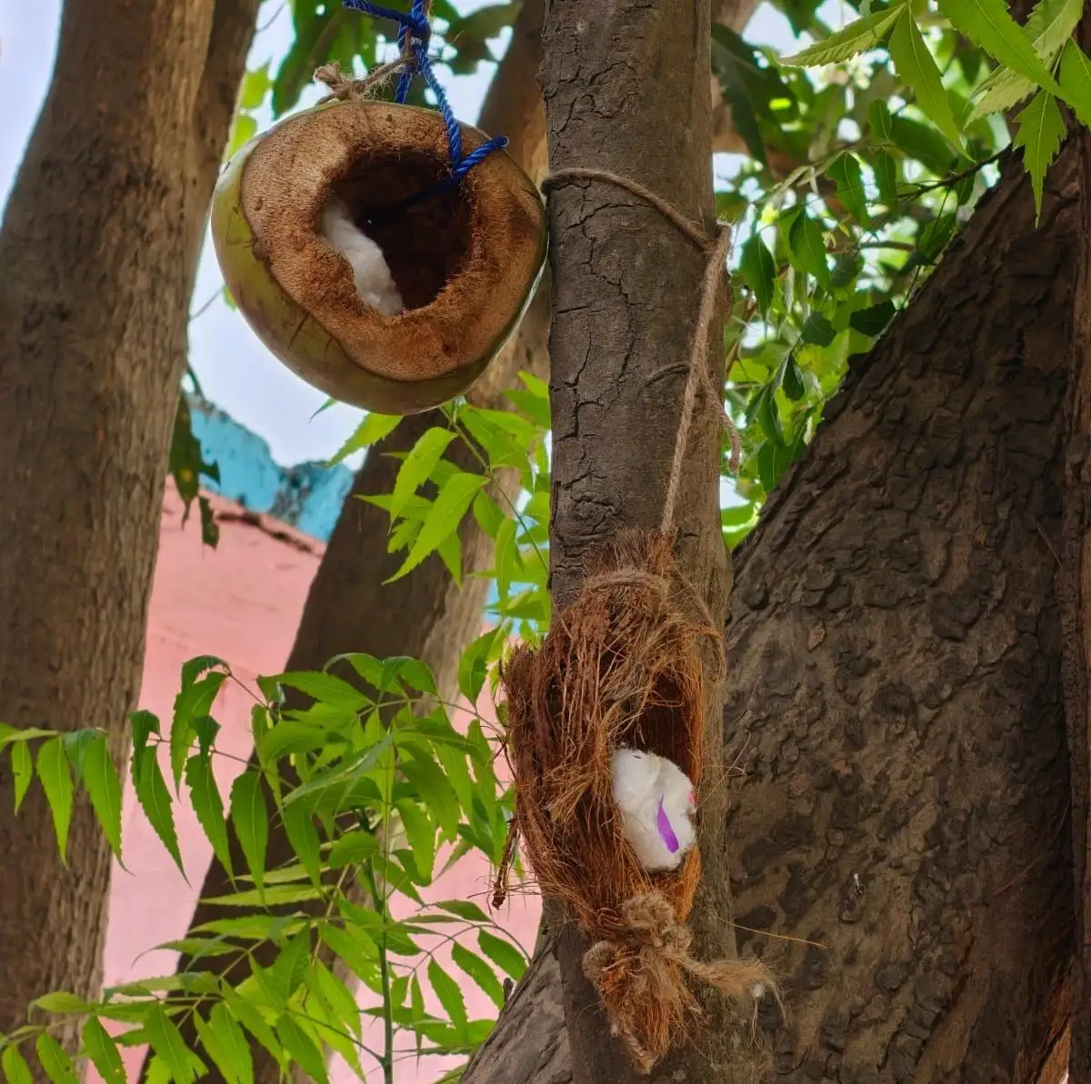 नारियल के घोंसले में आराम करते पक्षी