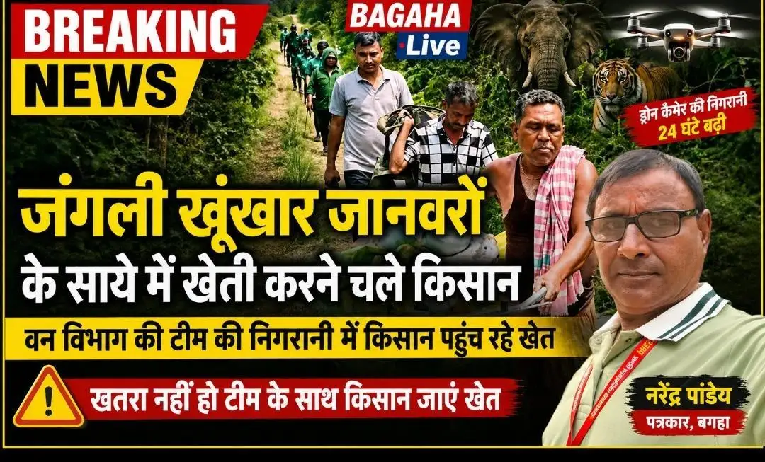 बाघ के साये में खेती, वन विभाग की निगरानी में खेतों तक पहुंच रहे किसान, गश्त बढ़ी।