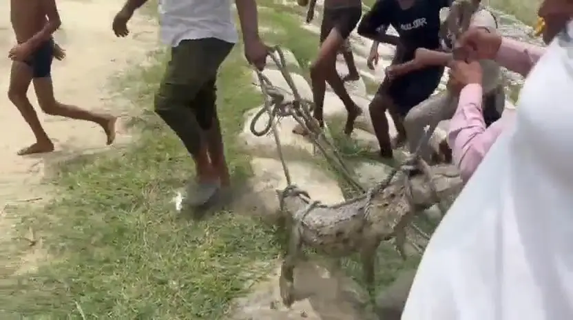 तालाब में दिखा मगरमच्छ, मची अफरा-तफरी पश्चिम चंपारण के रामनगर में घंटों दहशत, वन विभाग ने किया सफल रेस्क्यू