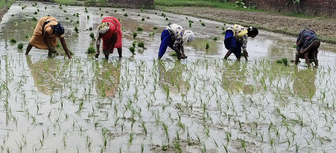 धान की रोपनी करते हुए किसान।