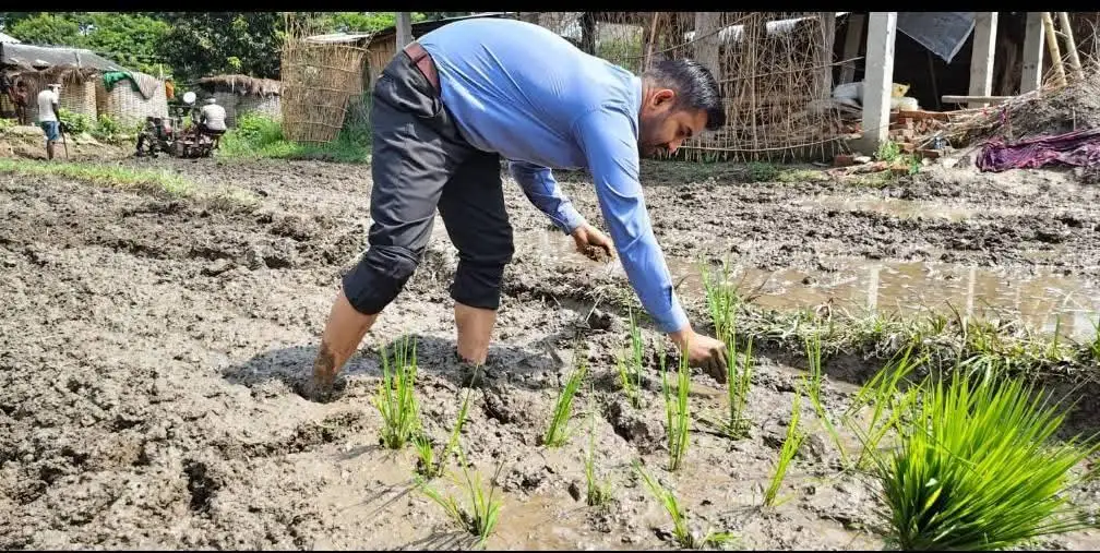 धान रोपनी के बीच किसानों संग खेत में उतरे जिला कृषि पदाधिकारी, प्राकृतिक खेती अपनाने का दिया संदेश